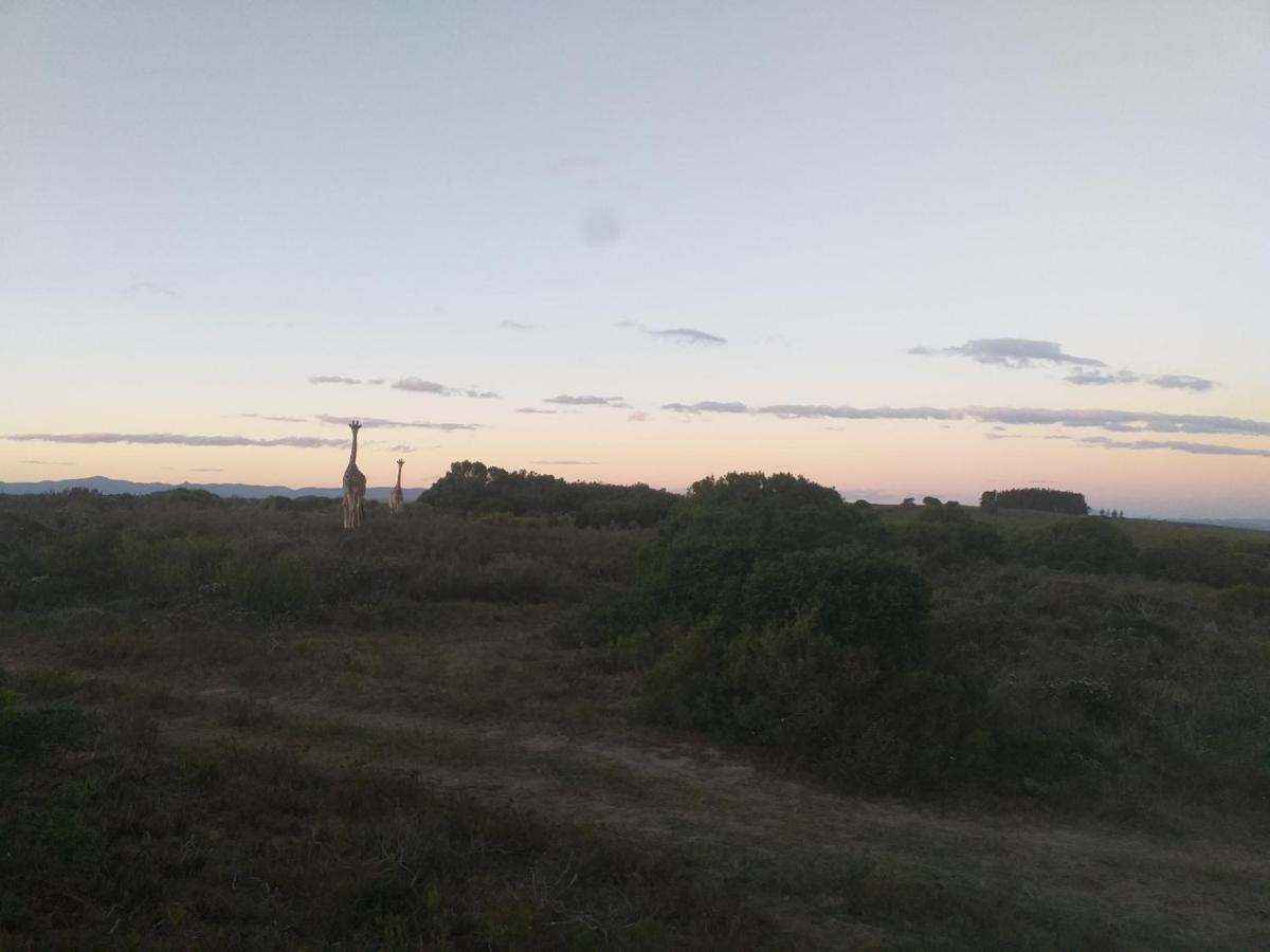 Fijnbosch Game Lodge Jeffreys Bay Εξωτερικό φωτογραφία